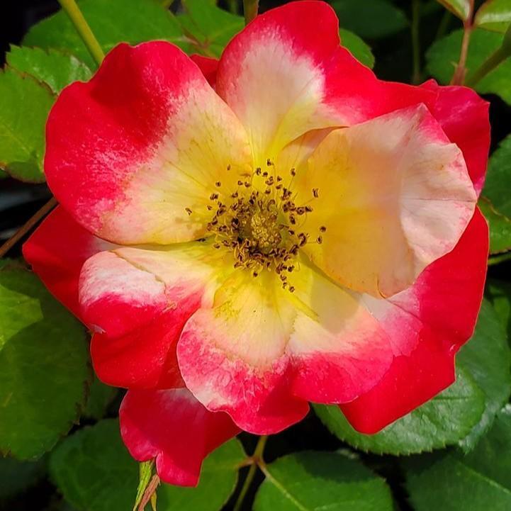 Rosa 'CA 29' ~ Campfire Rose