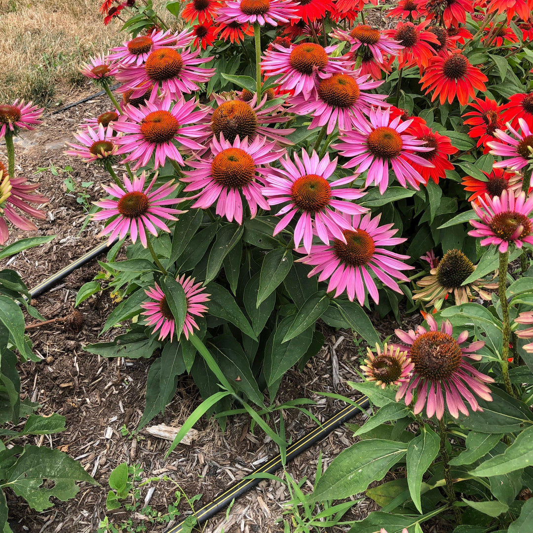 Echinacea purpurea 'Green Twister' ~ Green Twister Echinacea, Coneflower