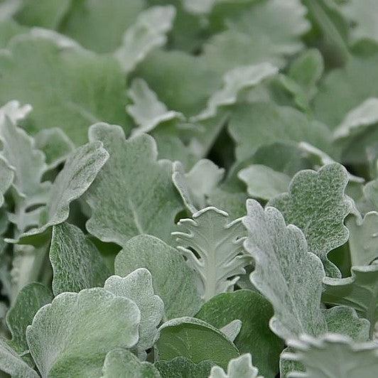 Senecio cineraria 'Silverdust' ~ Silverdust Dusty Miller
