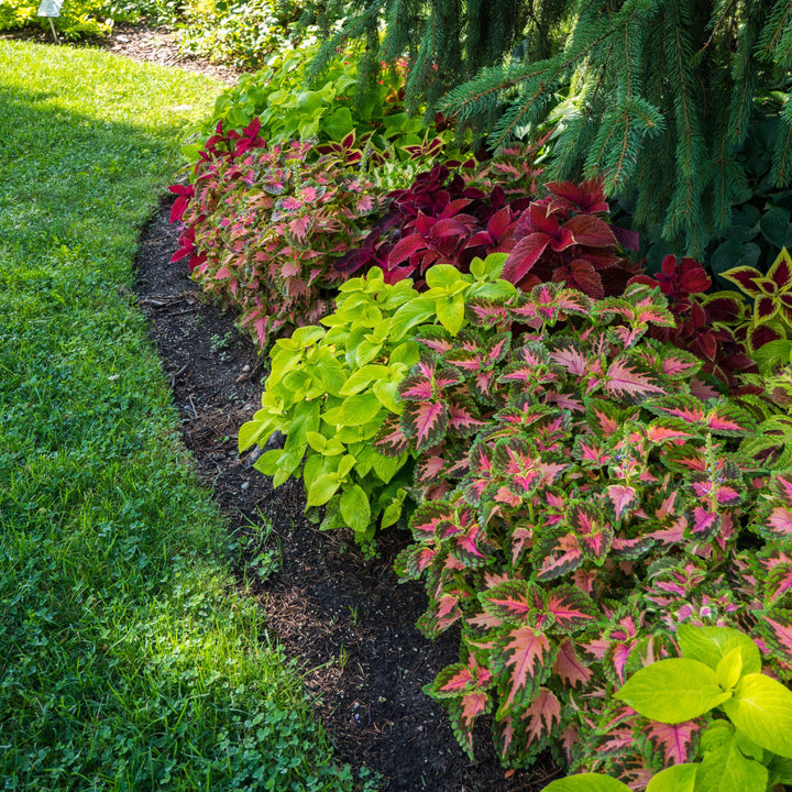 Solenostemon ‘Wizard Mix’ ~ Wizard® Mix Coleus