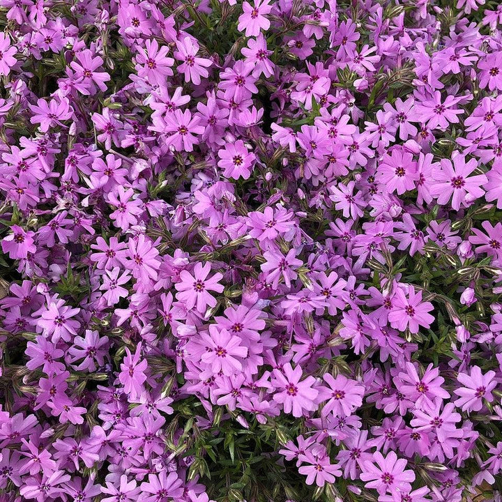 Phlox subulata 'Fort Hill' ~ Fort Hill Creeping Phlox