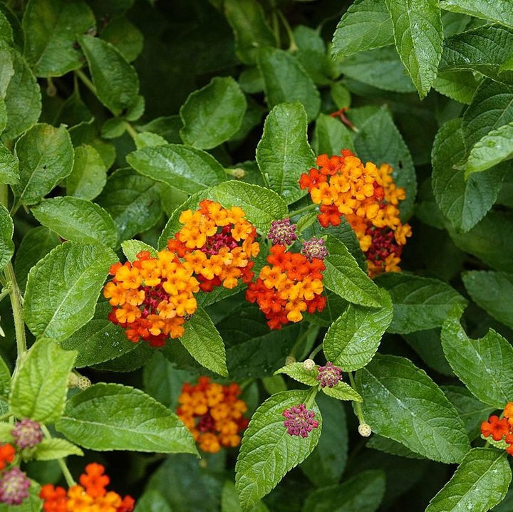 Lantana camara 'Balluced' ~ Little Lucky™ Red Lantana