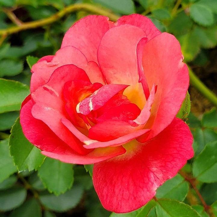 Rosa 'BAIset'  - Easy Elegance® Sunrise Sunset Rose