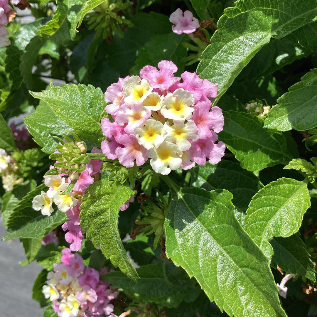 Lantana camara 'Balluclav' ~ Little Lucky™ Lavender Lantana