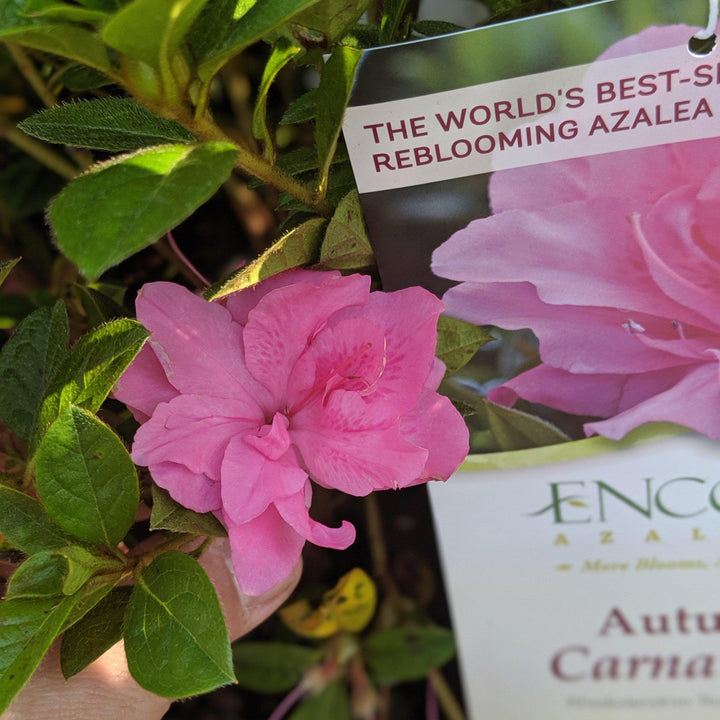 Rhododendron ‘Roblec’  - Encore® Autumn Carnation™ Azalea