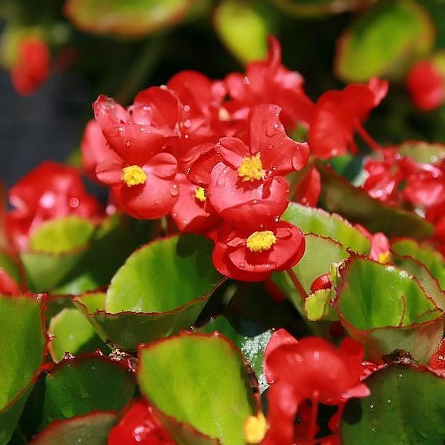 Begonia semperflorens 'Super Olympia Red'~ Super Olympia® Red Begonia