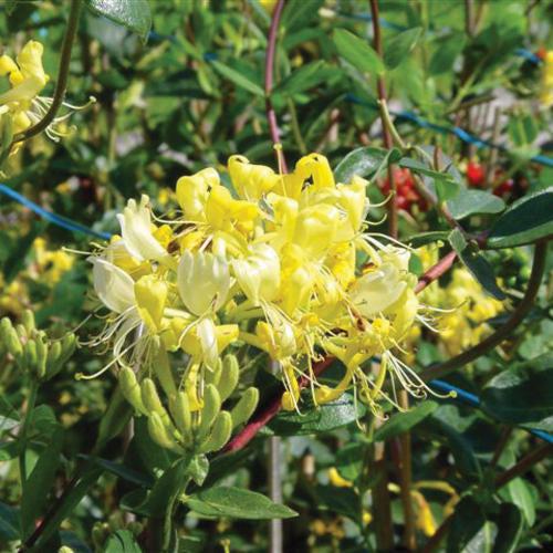 Lonicera periclymenum 'Scentsation' ~ Scentsation Honeysuckle
