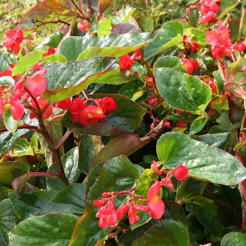 Begonia x 'Dragon Wing Red' ~ Dragon Wing® Red Begonia