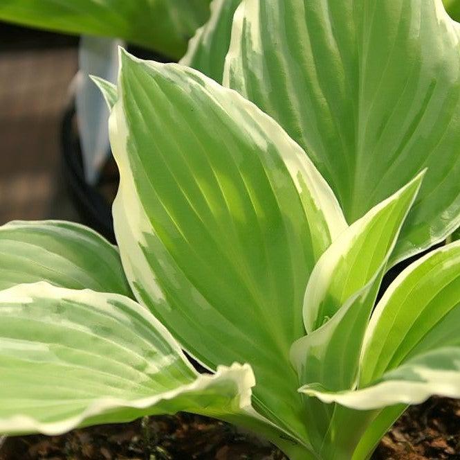 Hosta undulata 'Albomarginata' ~ Albo marginata Hosta