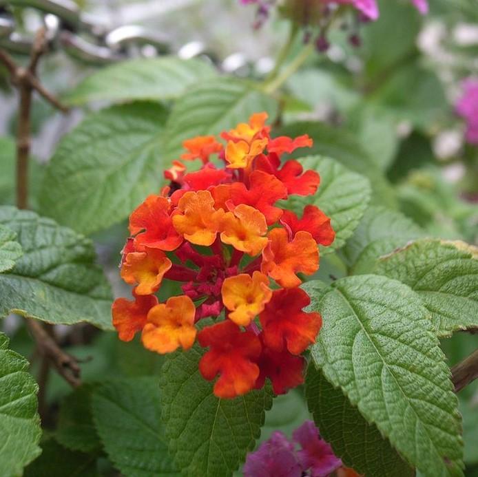 Lantana camara 'Balluced' ~ Little Lucky™ Red Lantana