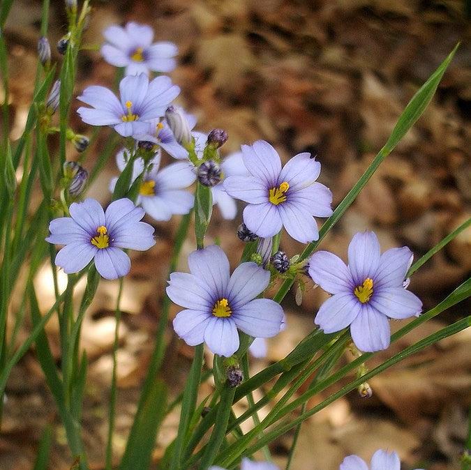 Sisyrinchium angustifolium ~ Blue-Eyed Grass