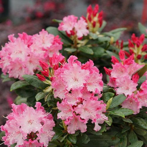 Rhododendron x 'NCRX1' ~ Dandy Man Color Wheel® Rhododendron
