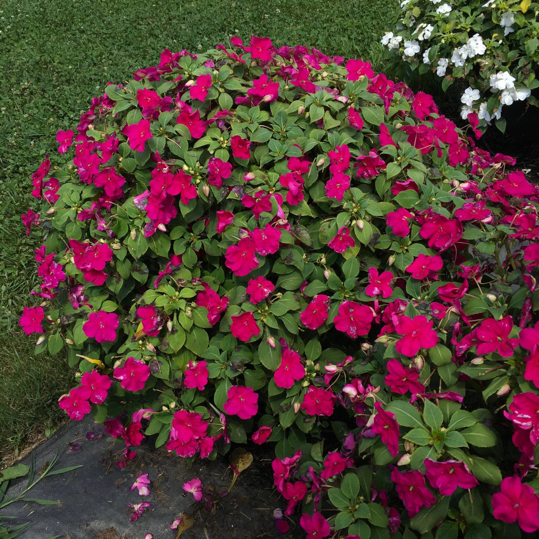 Impatiens walleriana 'PAS1357834' ~ Beacon® Violet Shades Impatiens