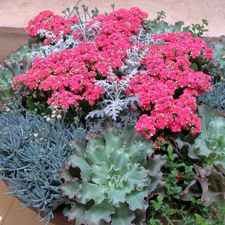 Senecio cineraria 'Silverdust' ~ Silverdust Dusty Miller