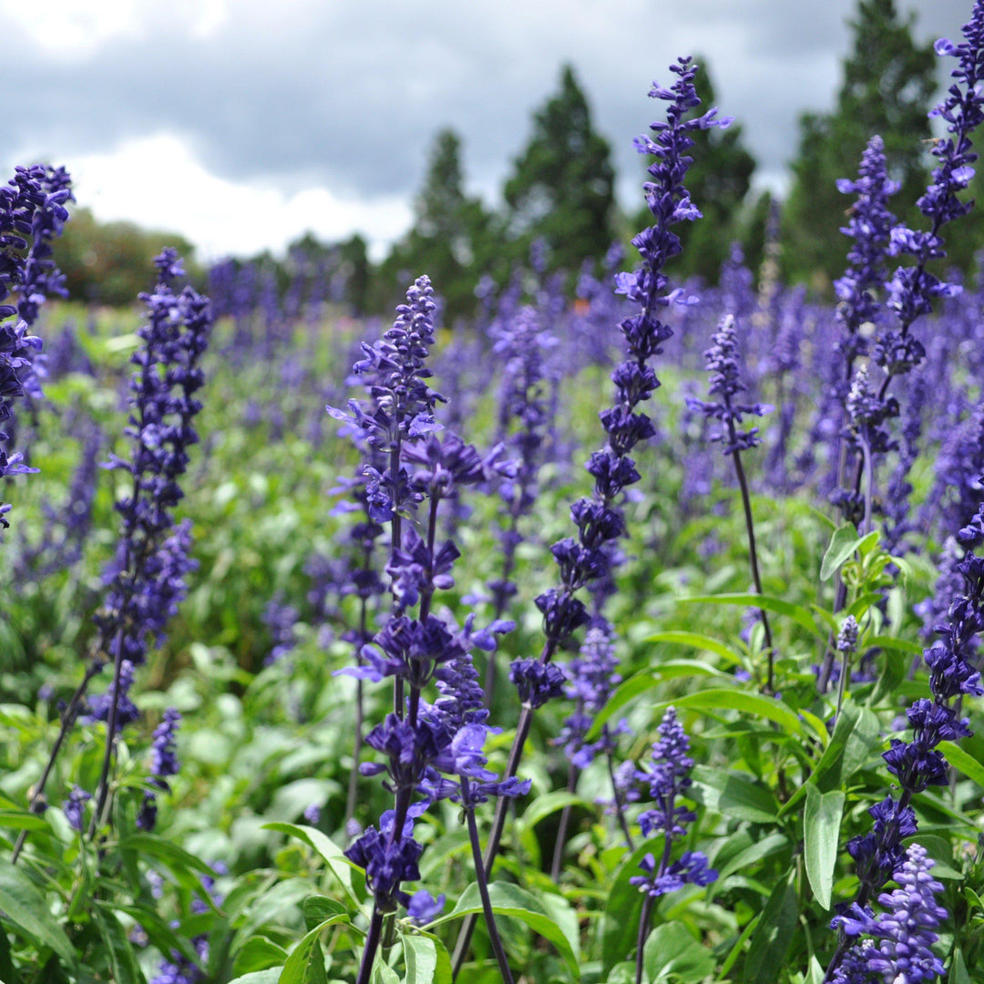 Salvia farinacea 'Victoria Blue' ~ Victoria™ Blue Sage
