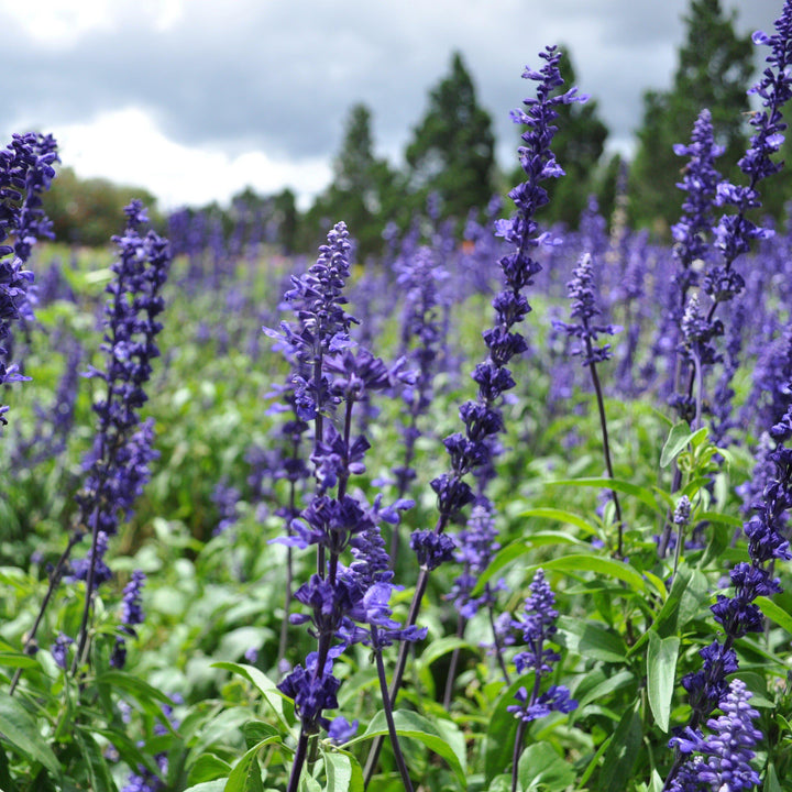 Salvia farinacea 'Victoria Blue' ~ Victoria™ Blue Sage