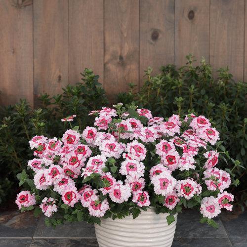 Verbena hybrid 'RIKAV52102' ~ PW® Superbena Sparkling® Rosé Verbena