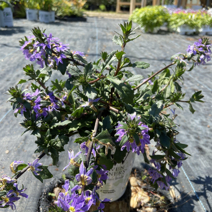 Scaevola aemula ‘Whirlwind Blue’ ~ PW® Whirlwind® Blue Fan Flower