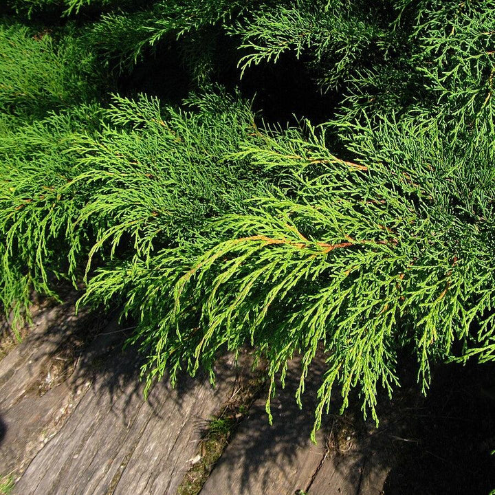 Microbiota decussata ~ Siberian Cypress, Russian Arborvitae
