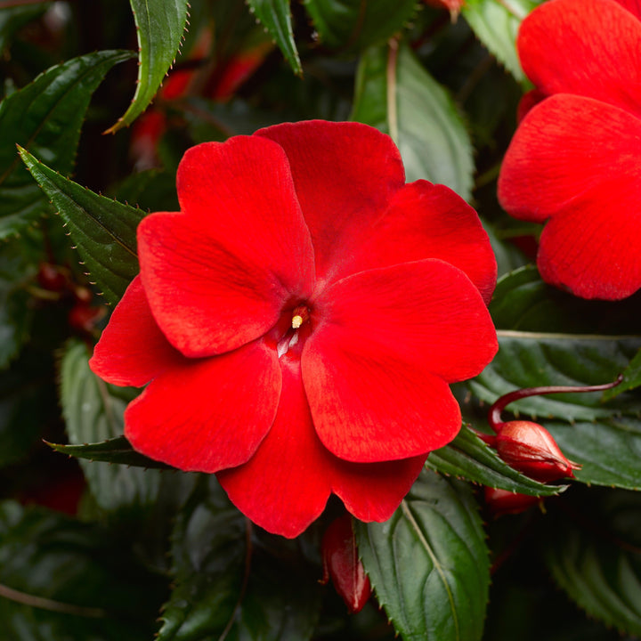 Impatiens hawkeri 'Super Sonic Red' ~ Super Sonic™ Red New Guinea Impatiens