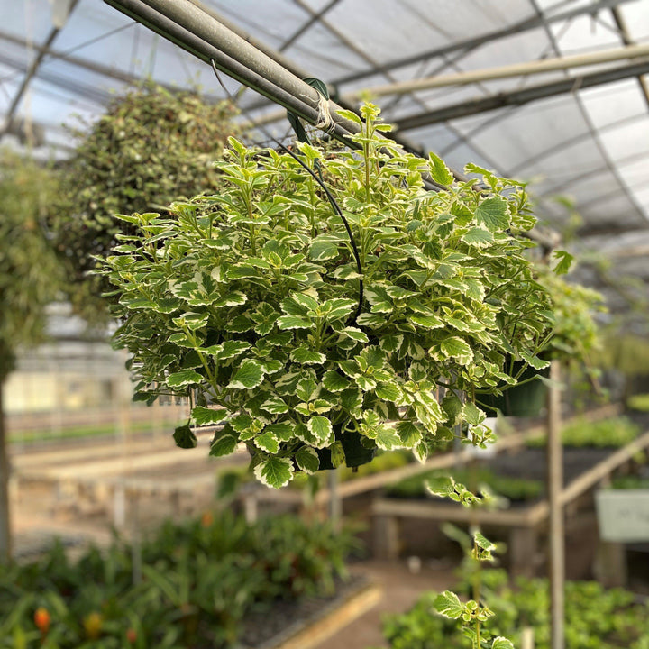 Plectranthus coleoides 'Variegata' ~ Variegated Swedish Ivy