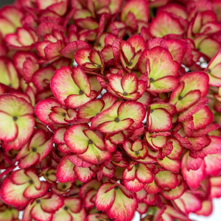 Hydrangea macrophylla 'Bailmacseven' ~ First Editions® Eclipse® Hydrangea
