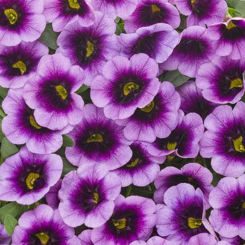 Calibrachoa hybrid 'Blue Moon Punch' ~ PW® Superbells® Blue Moon Punch™ Calibrachoa