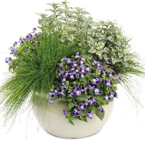 Torenia hybrid 'Dancat911' ~ PW® Catalina® Midnight Blue Wishbone Flower