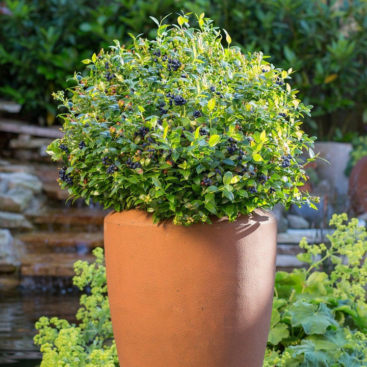 Vaccinium corymbosum hybrid 'ZF08-095' PP 25,467 ~ Bushel and Berry® BerryBux® Blueberry