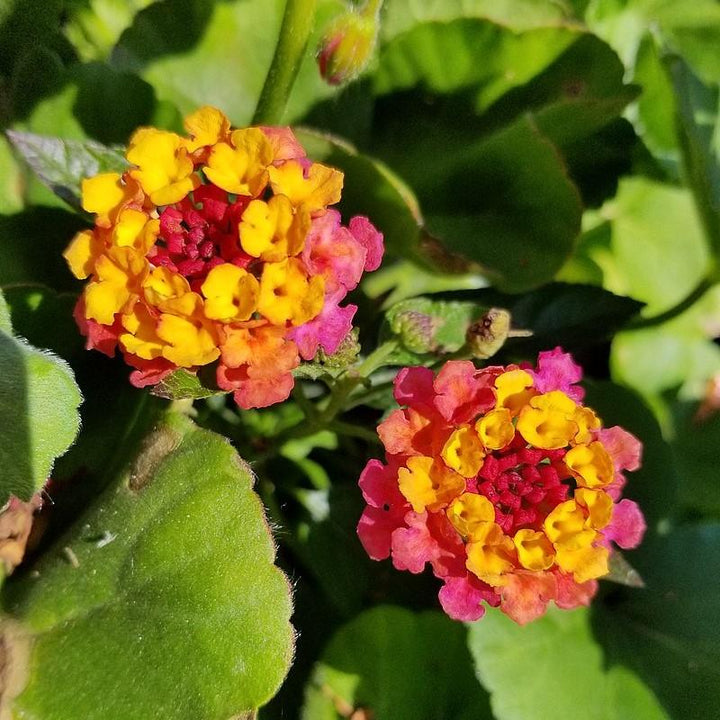 Lantana camara 'Flortanapi' ~ Little Lucky™ Hot Pink Lantana