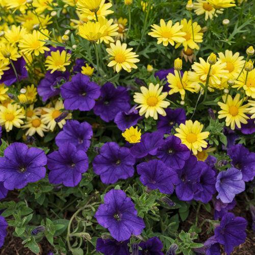 Petunia hybrid 'BBTUN10102’ ~ PW® Supertunia® Royal Velvet® Petunia