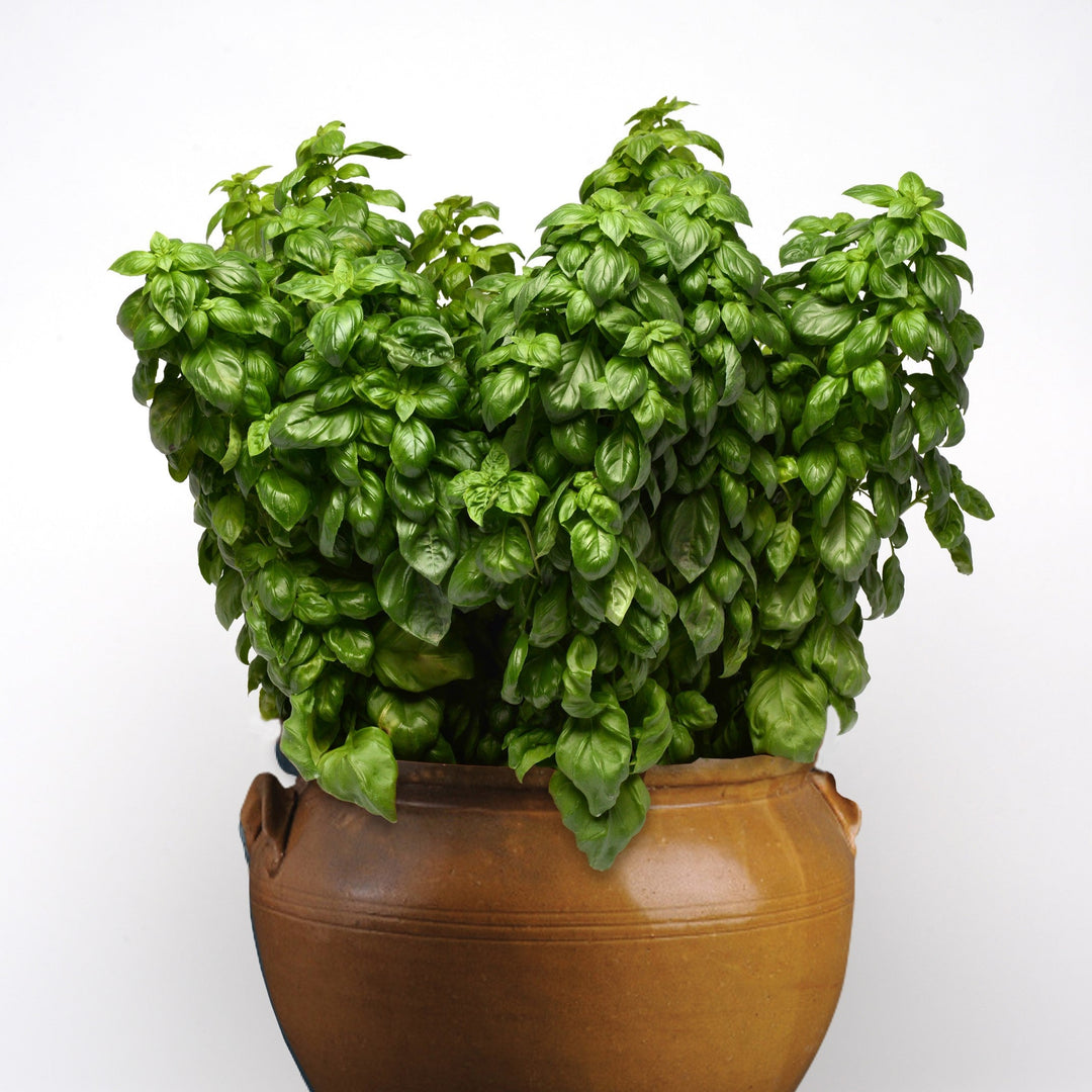 Ocimum basilicum 'Everleaf Genovese' ~ Everleaf Genovese Basil