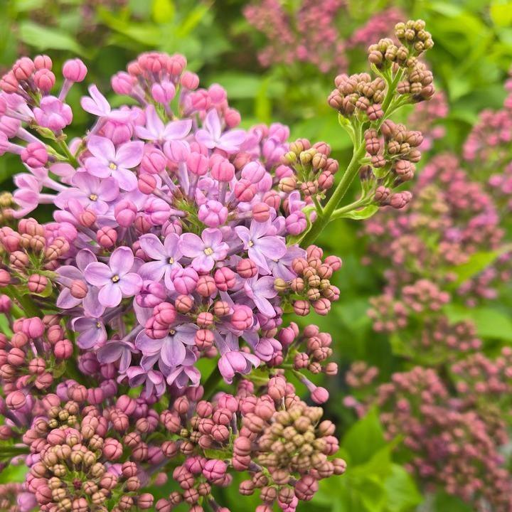 Syringa x hyacinthiflora 'SMNSHSO'  - Scentara® Pura Lilac