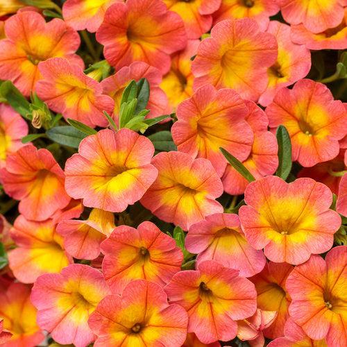 Calibrachoa hybrid 'BBCAL99001' ~ PW® Superbells® Coral Sun™ Calibrachoa