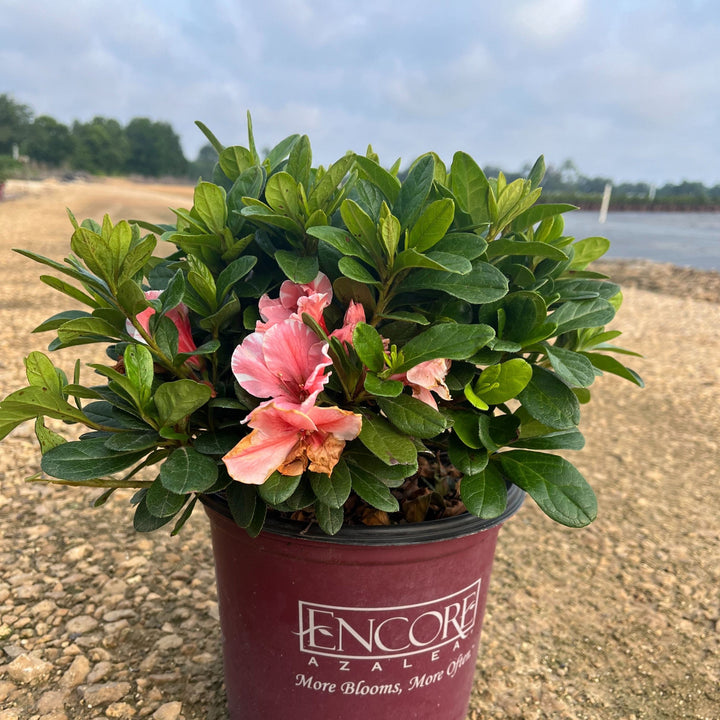 Rhododendron 'Roblet' ~ Encore® Autumn Sunburst™ Azalea