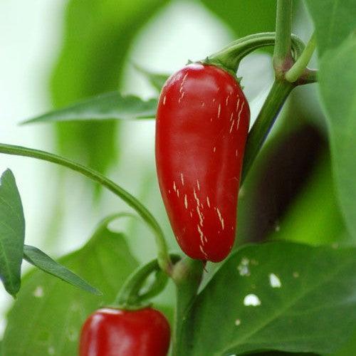 Capsicum annuum 'Jalapeno' ~ Jalapeno Pepper