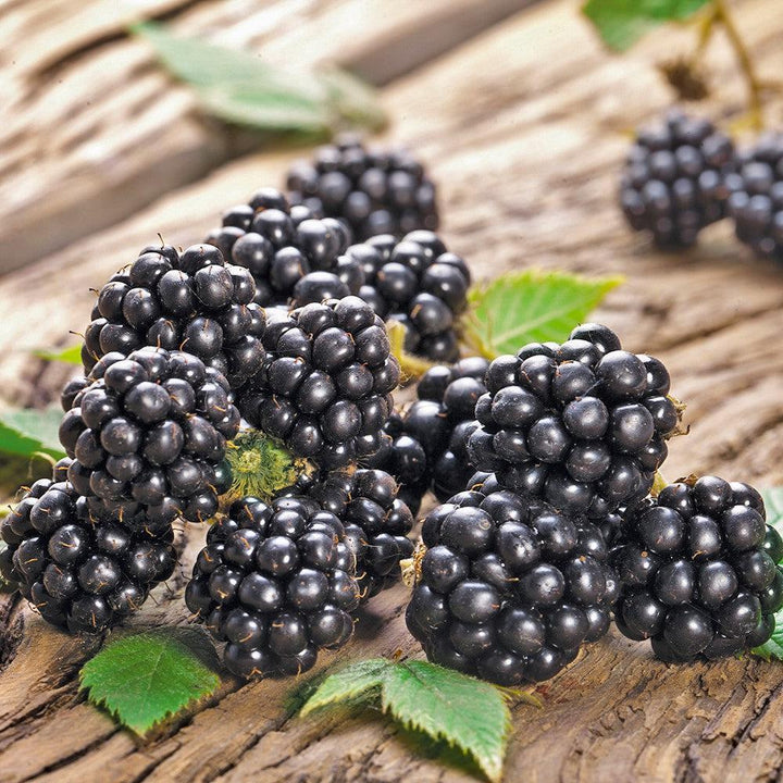 Rubus fruticosus 'Chester' ~ Chester Thornless Blackberry