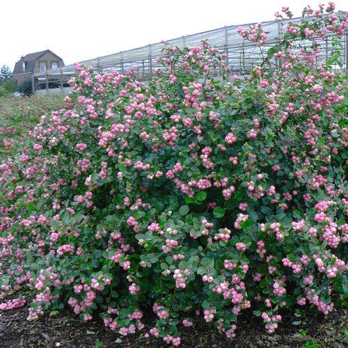 Proud Berry® Coralberry
