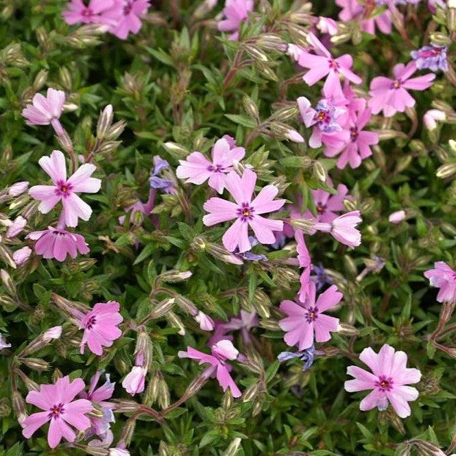 Phlox subulata 'Fort Hill' ~ Fort Hill Creeping Phlox