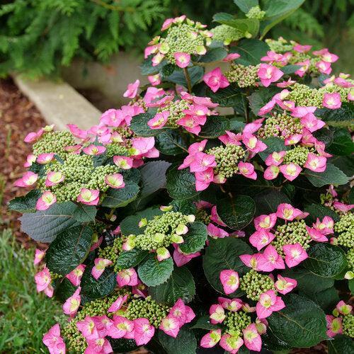 Hydrangea serrata 'SMNHSG' ~ Tuff Stuff Top Fun™ Hydrangea