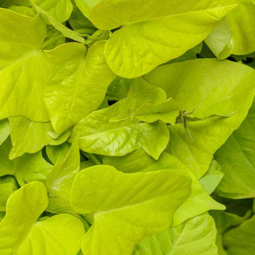 Ipomoea batatas ‘Marguerite’ ~ PW® Proven Accents® Marguerite Sweet Potato