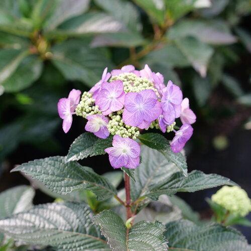 Hydrangea serrata 'SMNHSG' ~ Tuff Stuff Top Fun™ Hydrangea