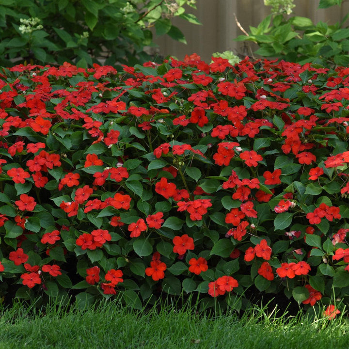 Impatiens walleriana 'PAS1413665' ~ Beacon® Bright Red Impatiens