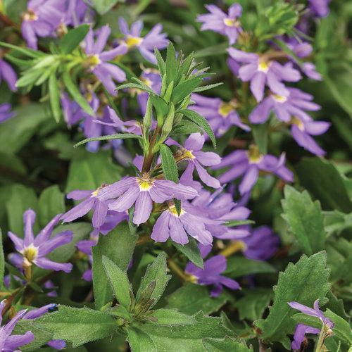 Scaevola aemula ‘Whirlwind Blue’ ~ PW® Whirlwind® Blue Fan Flower