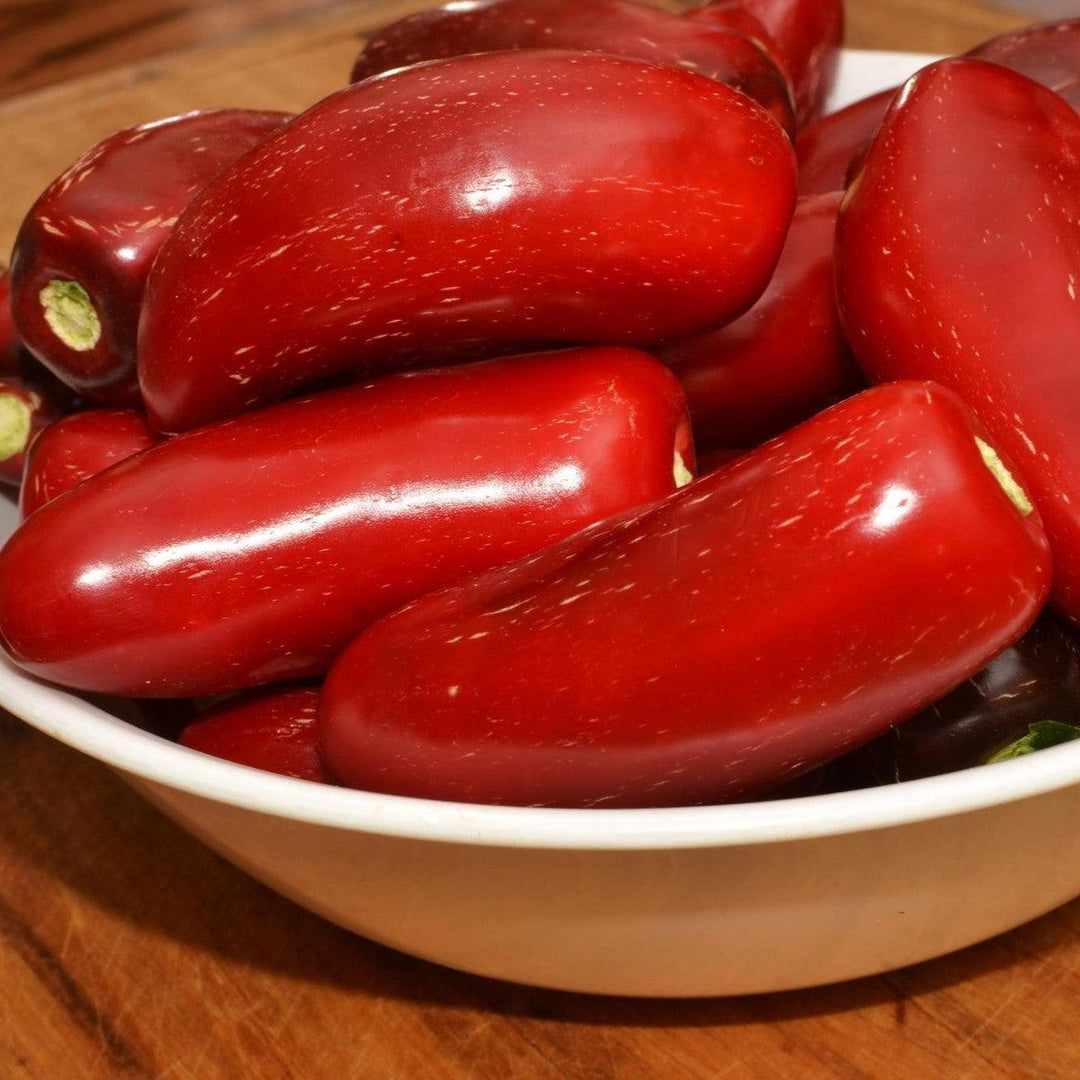Capsicum annuum 'Jalapeno' ~ Jalapeno Pepper