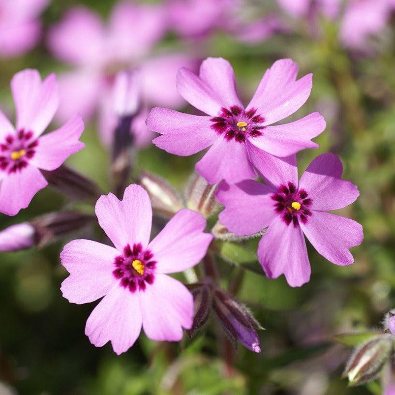 Phlox subulata 'Eye Candy' ~ Eye Candy Creeping Phlox