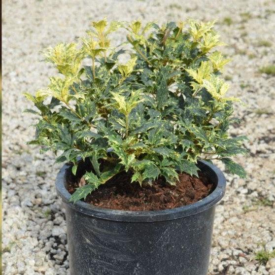 Osmanthus heterophyllus 'Goshiki' ~ Goshiki False Holly