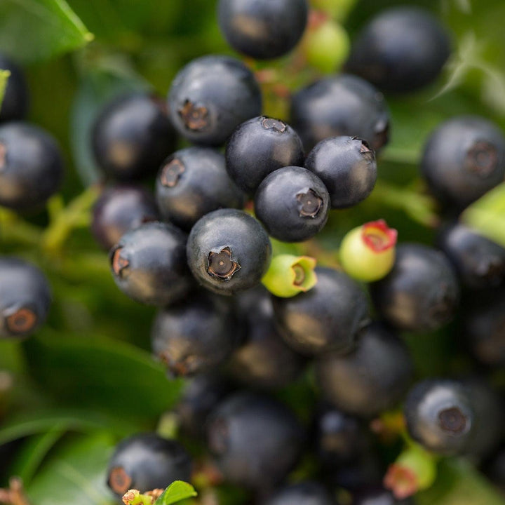 Vaccinium corymbosum hybrid 'ZF08-095' PP 25,467 ~ Bushel and Berry® BerryBux® Blueberry