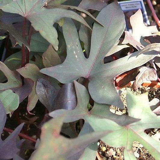 Ipomoea batatas ‘Blackie' ~ Proven Accents® Blackie Sweet Potato