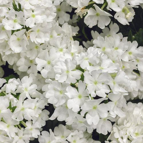 Verbena hybrid 'RIKA1832M3' ~ PW® Superbena® Whiteout™ Verbena